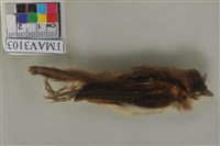 藏品(白頭翁)的圖片